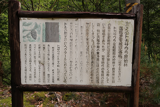 トガサワラ原始林から馬ノ鞍峰 台高山系 醉狂人の果て